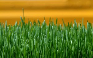 freshly cut grass