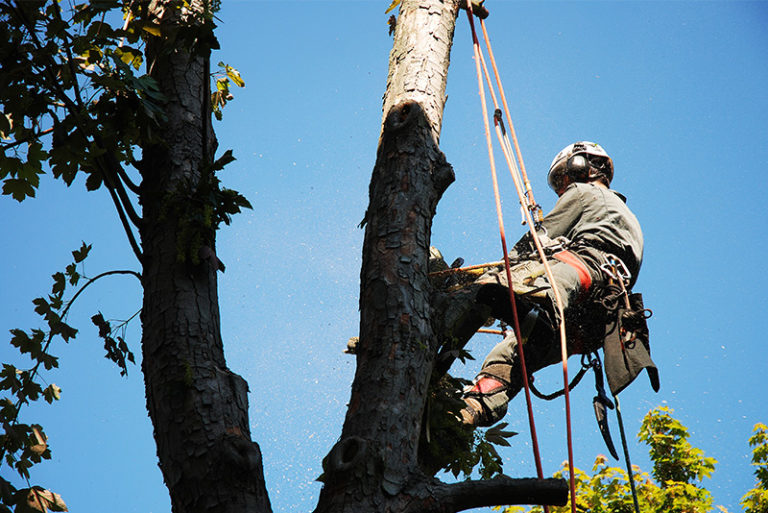 Tree Service Carmel, IN | Tree Removal | Stump Grinding | Indy Lawn Pro